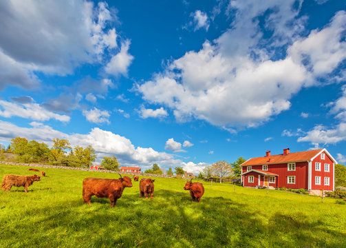 Schottische Hochlandrinder auf einer grünen Wiese neben einem roten schwedischen Holzhaus.
