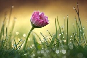 Rosa Blüte mit Tautropfen im goldenen Morgenlicht über feuchtem Gras