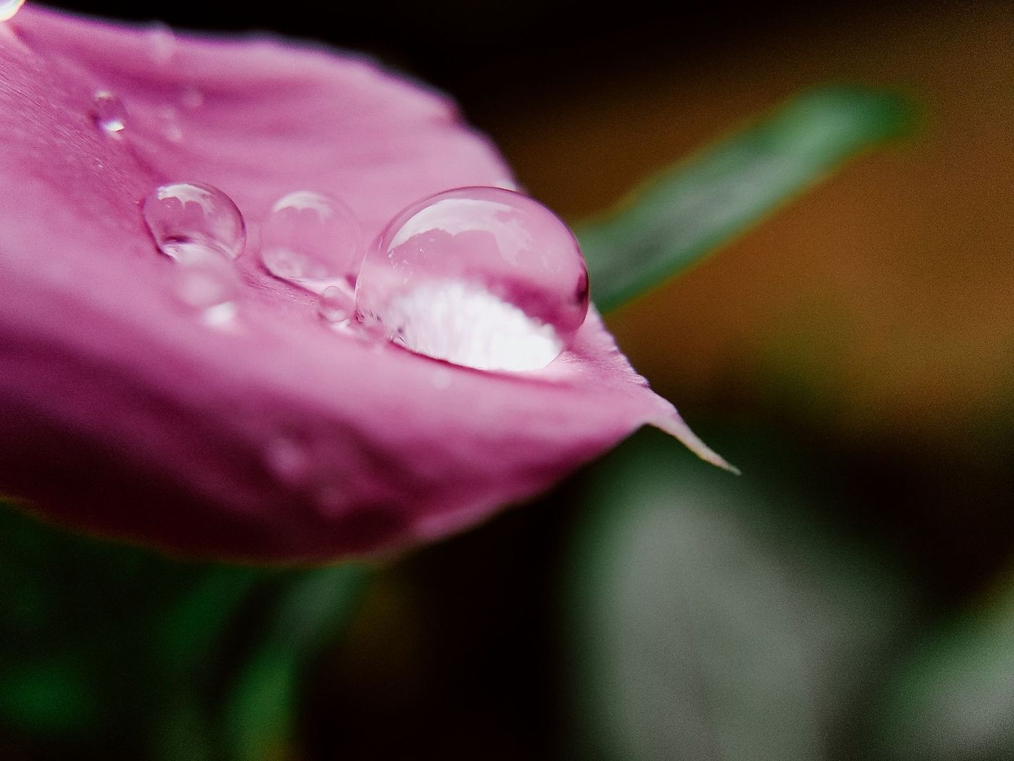 Makroaufnahme von Wassertropfen auf einer pinkfarbenen Blütenfläche